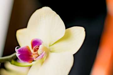 Fototapeta na wymiar White home flower Bud