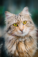 portrait of a cat in the street