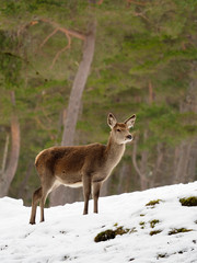 Red deer, Cervus elaphus