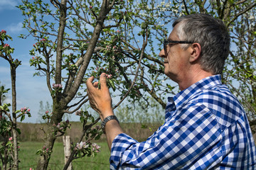 Farmer in an orchard