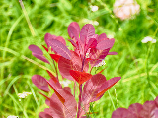 Cotinus Coggygria on a sunny day. Bright colors in the green garden