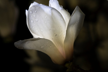 Tokyo,Japan-March 11, 2020: White magnolia at the dawn in the rain