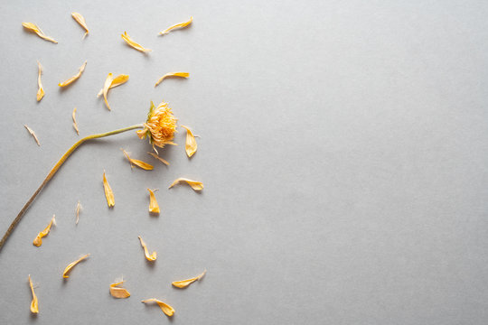 petals on gray background. Minimal flat lay texture. Abstract trendy fresh concept. Flat lay top view, copy space.