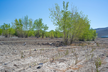 Fototapeta na wymiar Along the banks of the Truckee River, rows of willow plantings for Wetland Habitat Restoration fill space left after invasive Tamarisk tree removal.