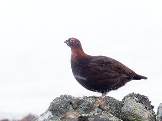 Red grouse, Lagopus lagopus scoticus,