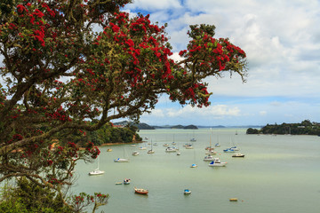A pohutukawa tree blooming in front of the boat anchorage at Opua in the Bay of Islands, New Zealand