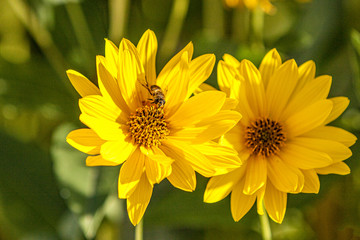 Sonnenaugen/Sommersonne  mit Biene auf den Blüten