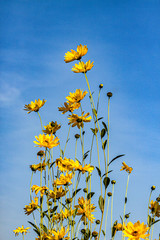 Sonnenaugen/Sommersonne Strauch