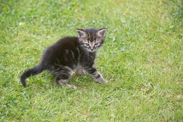 Naklejka na ściany i meble Young kitten on a meadow