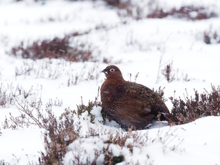 Red grouse, Lagopus lagopus scoticus,