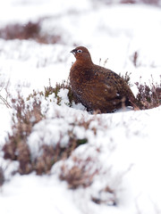 Red grouse, Lagopus lagopus scoticus,