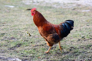 Red rooster on a walk