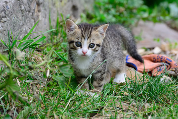 kitten is on the hunt