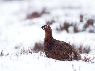 Red grouse, Lagopus lagopus scoticus,