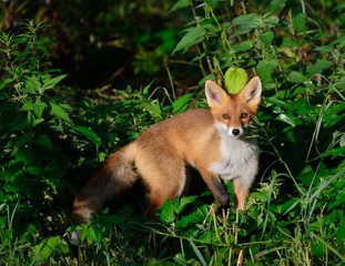 Young red fox searching for prey