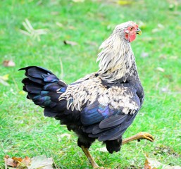 Big cock for a walk