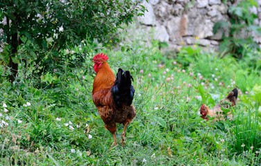 Red rooster on a walk