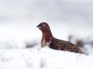 Red grouse, Lagopus lagopus scoticus,