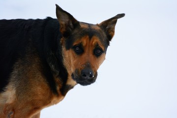 Dog posing in the snow