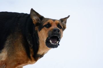 Dog posing in the snow