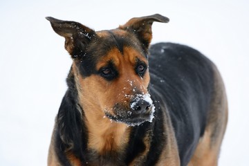 Dog posing in the snow