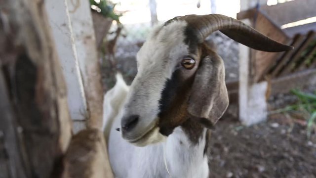 Close Up of Goat in Haiti