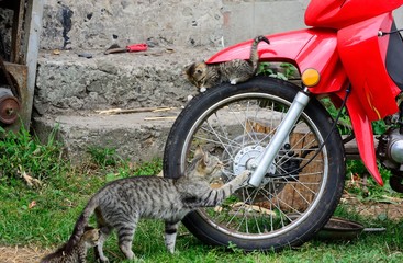 Cat on motorcycle wheel