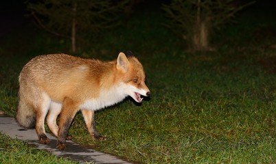 Naklejka na ściany i meble Red fox yawns after eating