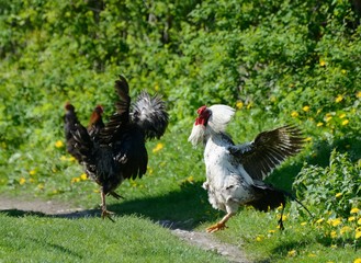 The fight of two cocks in the village
