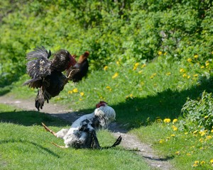 The fight of two cocks in the village
