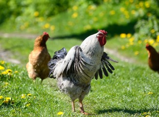 Big cock flaps its wings