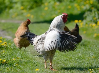Big cock flaps its wings