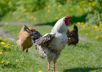 Big cock flaps its wings