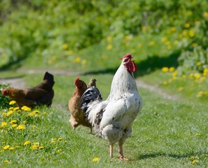 Beautiful rooster sings in the morning