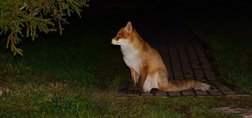 wild beautiful sly fox