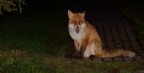 Red fox yawns after eating