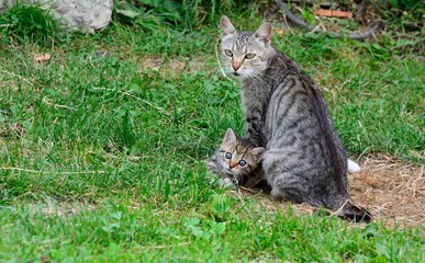 cat with a kitten on the grass