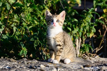 kitten is on the hunt