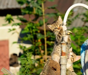Kitten plays with a water pipe