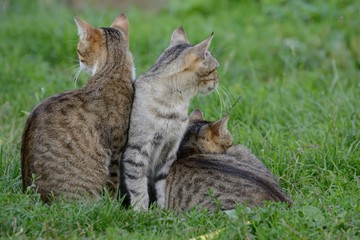 Three cats are resting on the grass