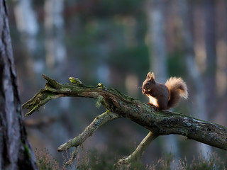 Red squirrel, Sciurus vulgaris