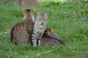 Naklejka na ściany i meble Three cats are resting on the grass
