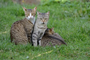 Three cats are resting on the grass