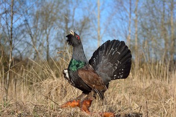 Capercaillie during mating season