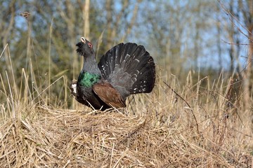 Capercaillie during mating season