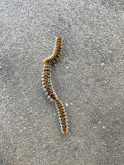 Crawlers walking in a row on the asphalt. Concept of animal life.