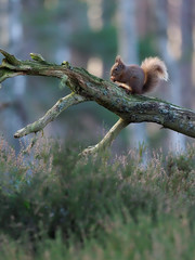 Red squirrel, Sciurus vulgaris