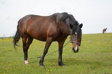 horse in a large meadow