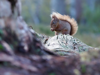 Red squirrel, Sciurus vulgaris