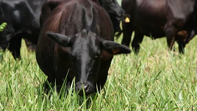 Agribusiness - Brangus Black Cattle, in natural pasture, Angus cattle, highly genetic bulls in Brazil - Livestock
